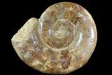 Polished, Jurassic Ammonite - Madagascar #72881-2